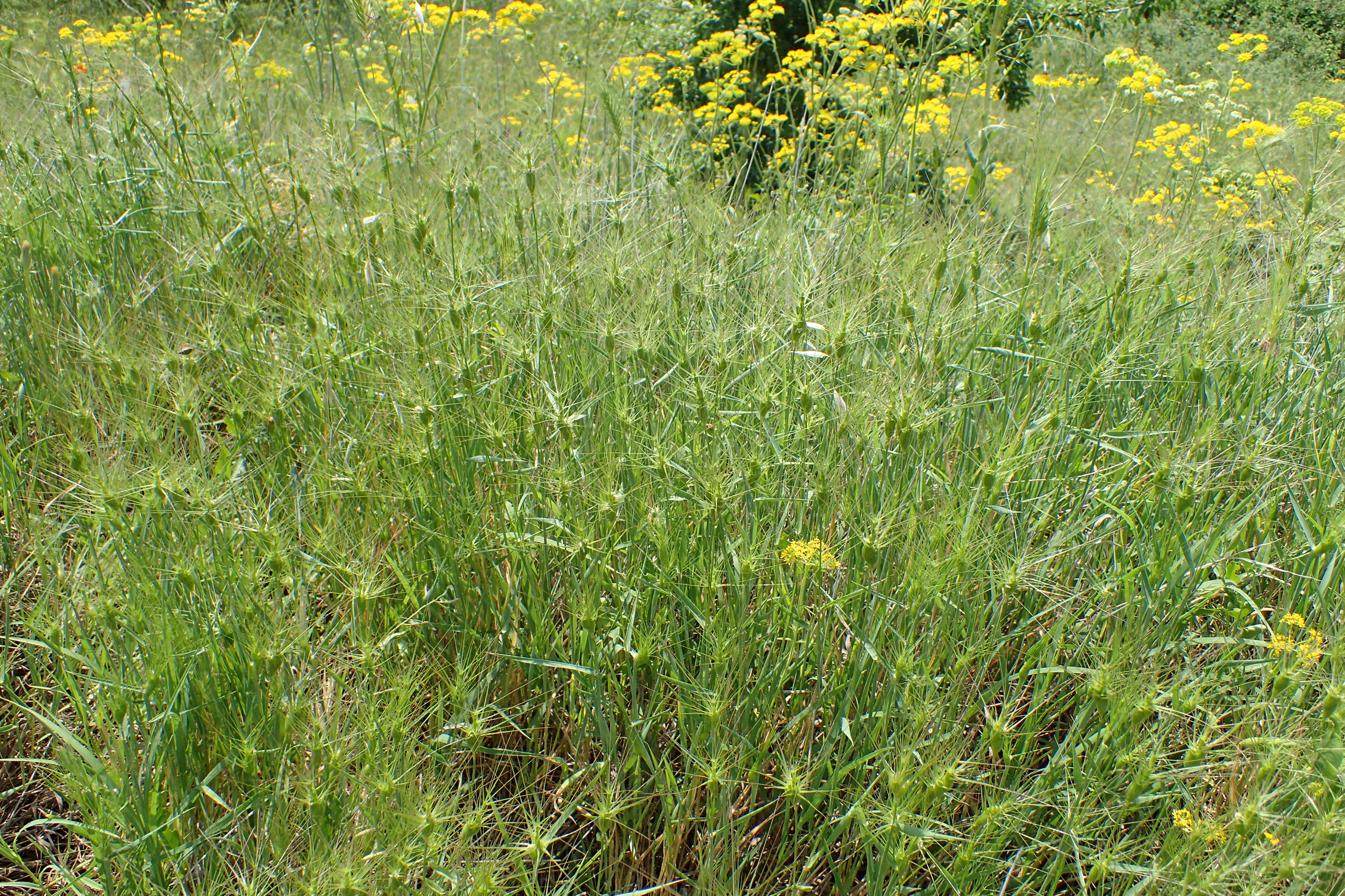 Image of Lorent's goatgrass