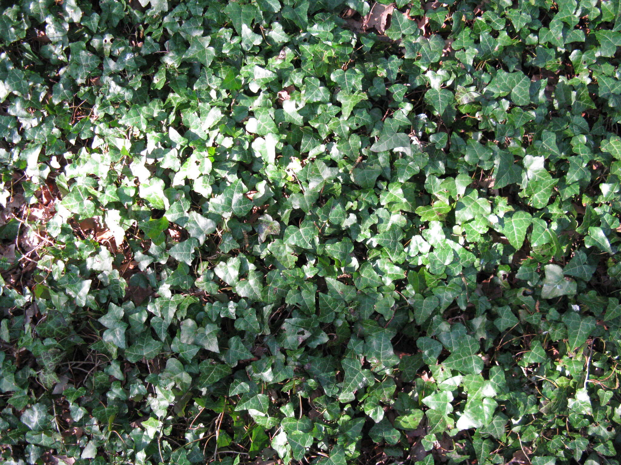 Image of English ivy