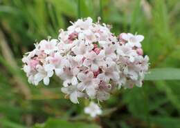 Image of marsh valerian