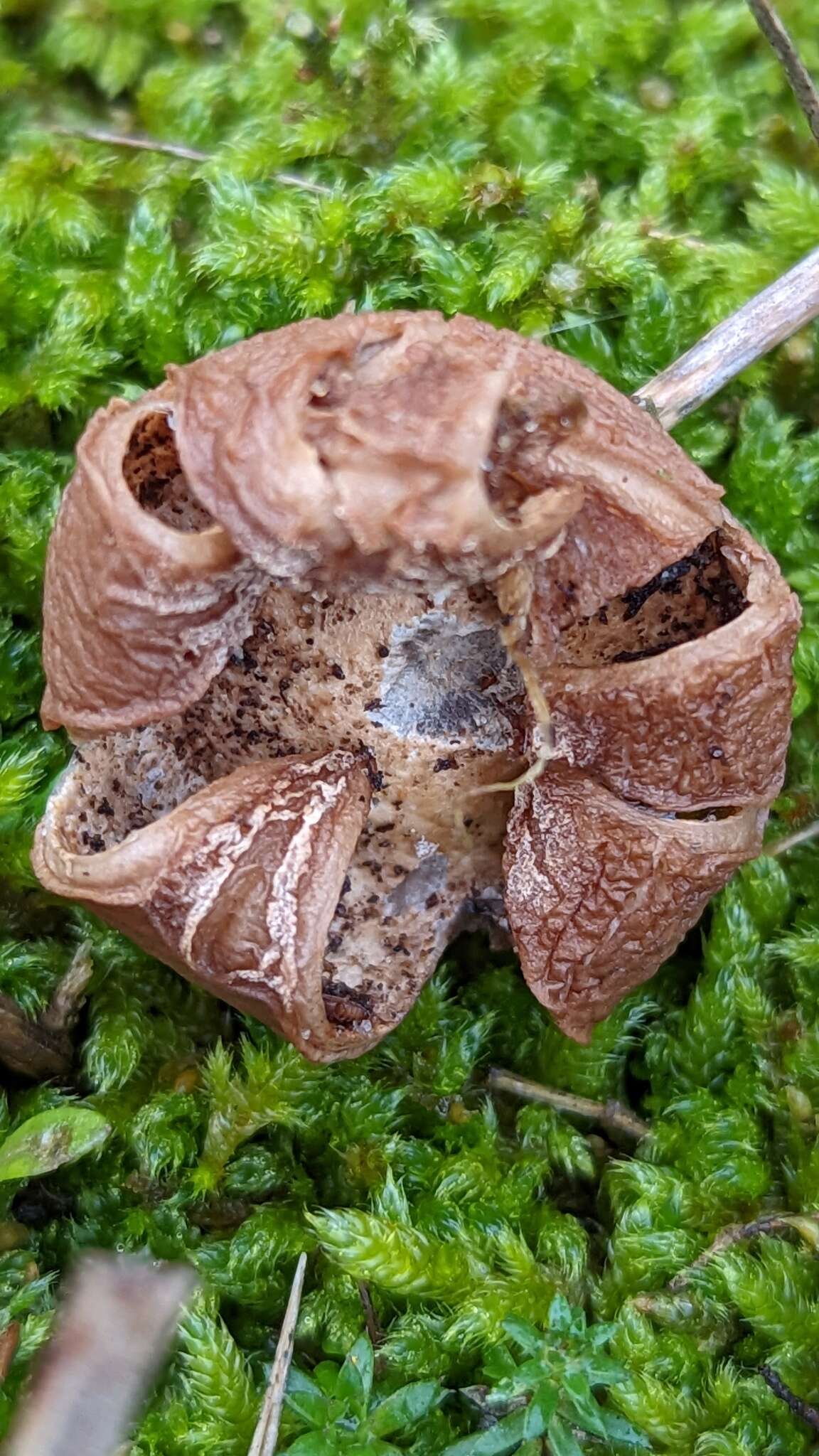 Image of Geastrum saccatum