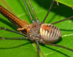 Sivun Pantopsalis coronata kuva