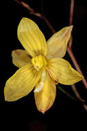 Image of Cyanella lutea L. fil.