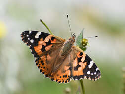 Plancia ëd Vanessa cardui