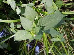 Image of lesser hemp-nettle