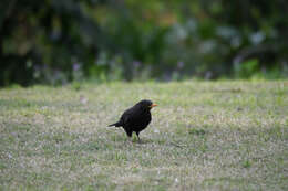 Image of Chinese Blackbird