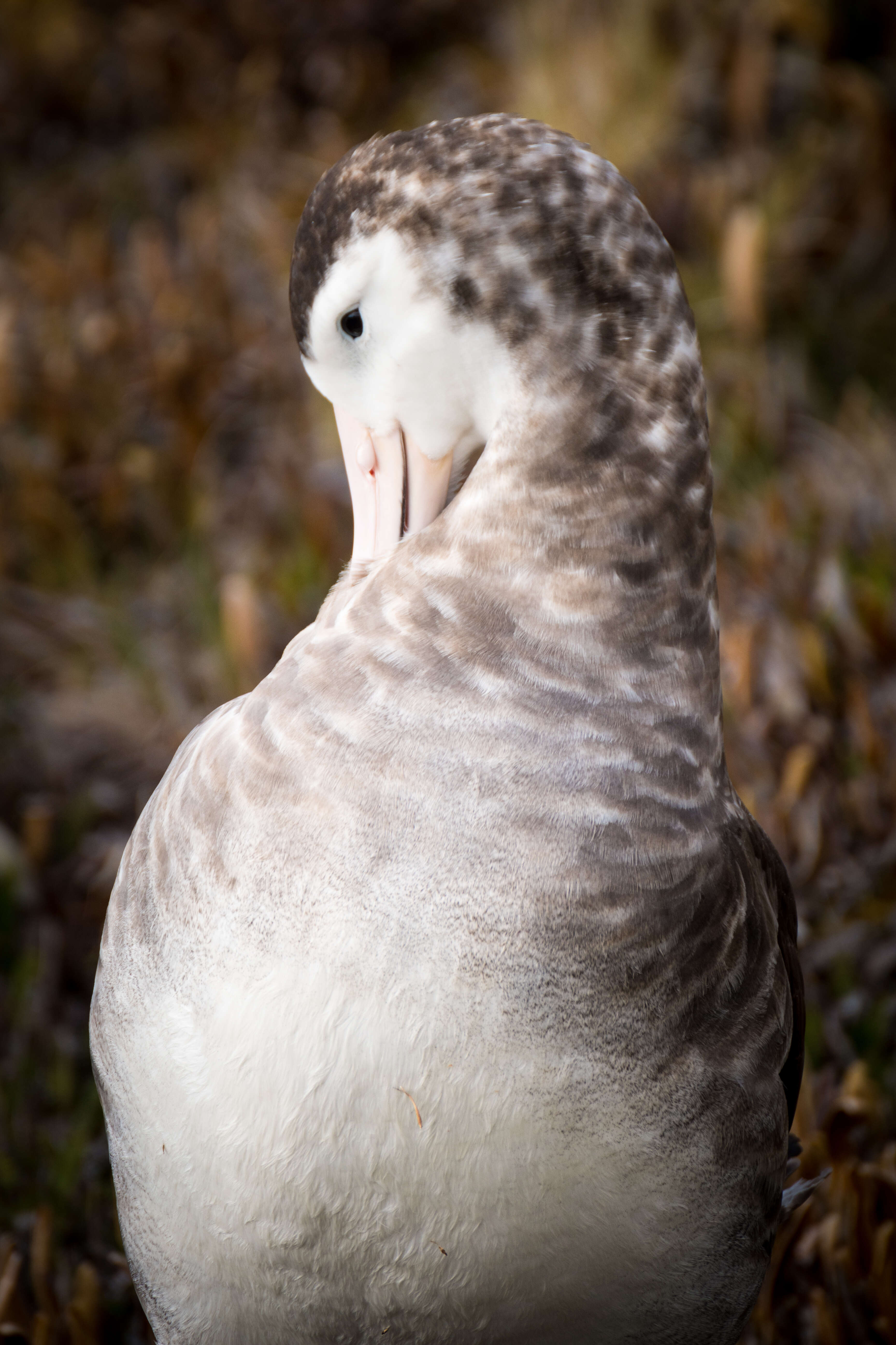 Image of Amsterdam Albatross