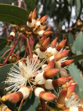 صورة Eucalyptus dealbata A. Cunn. ex Schau.