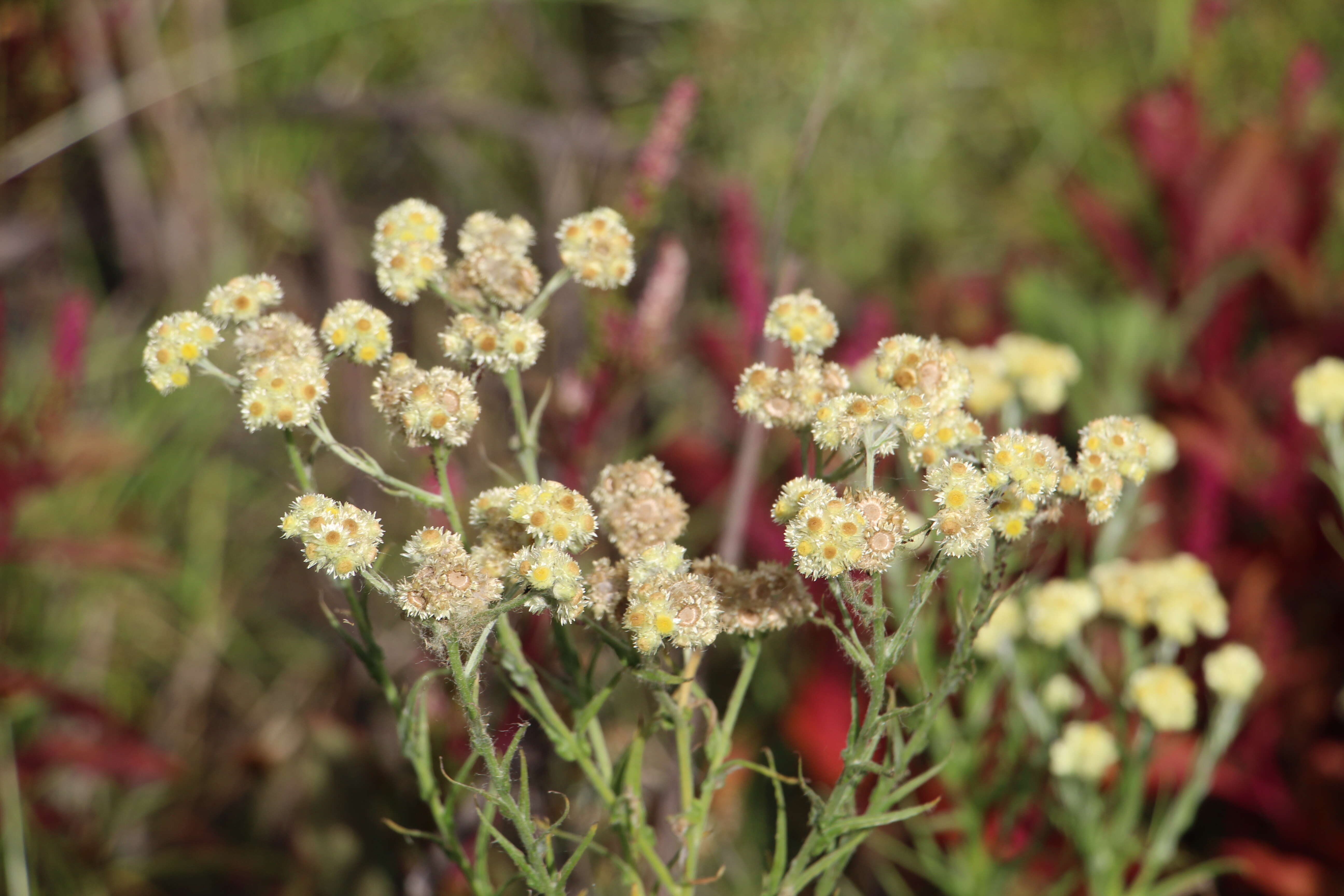 Слика од Pseudognaphalium gaudichaudianum (DC.) A. A. Anderberg