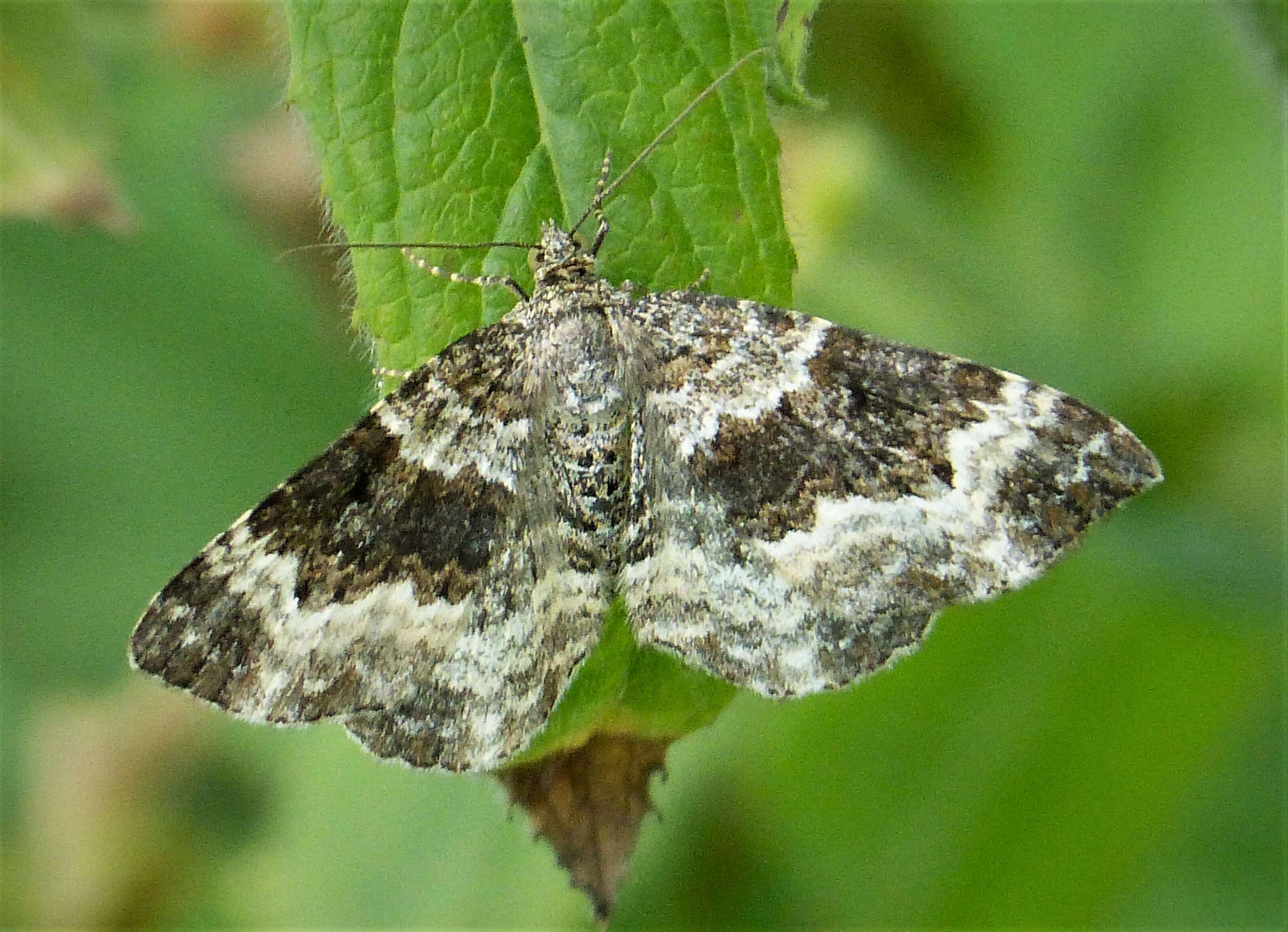 Image of common carpet