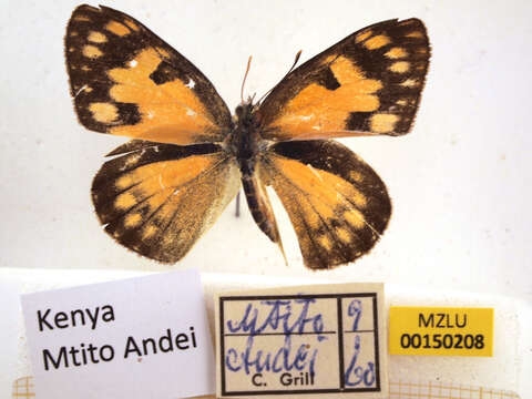 Colotis amata (Fabricius 1775)的圖片