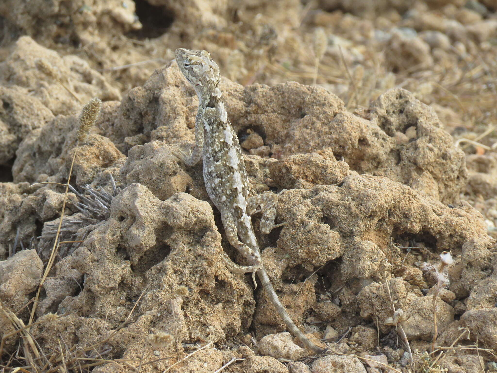 Image of Bulky Anole