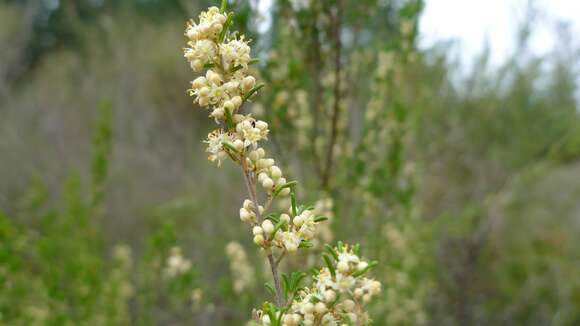 Image of Pomaderris phylicifolia Lodd.