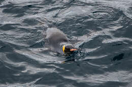 Image of King Penguin