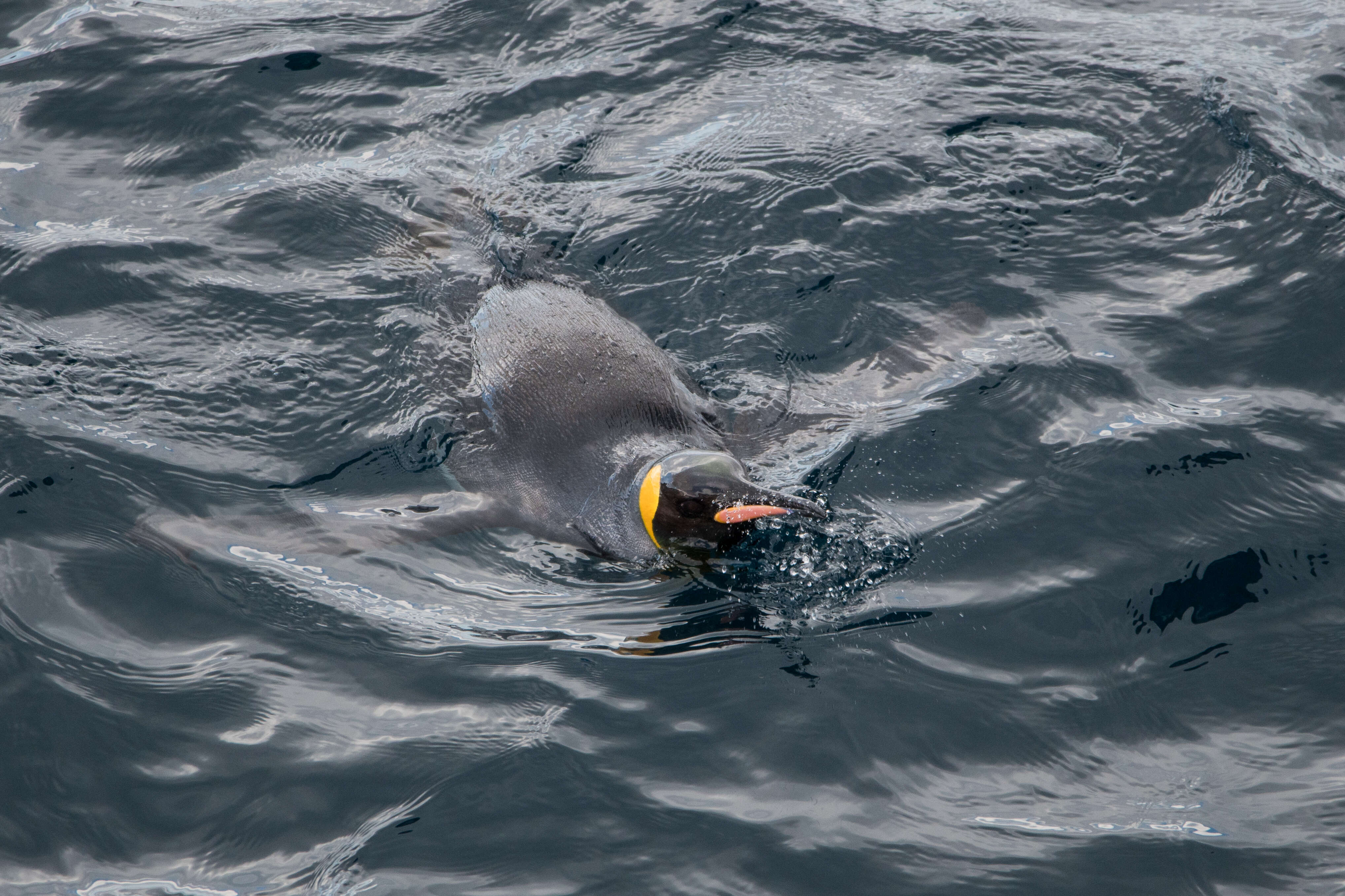 Image of King Penguin