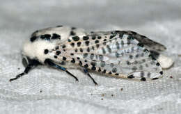 Image of leopard moth