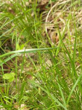 Image of Carex capillacea Boott