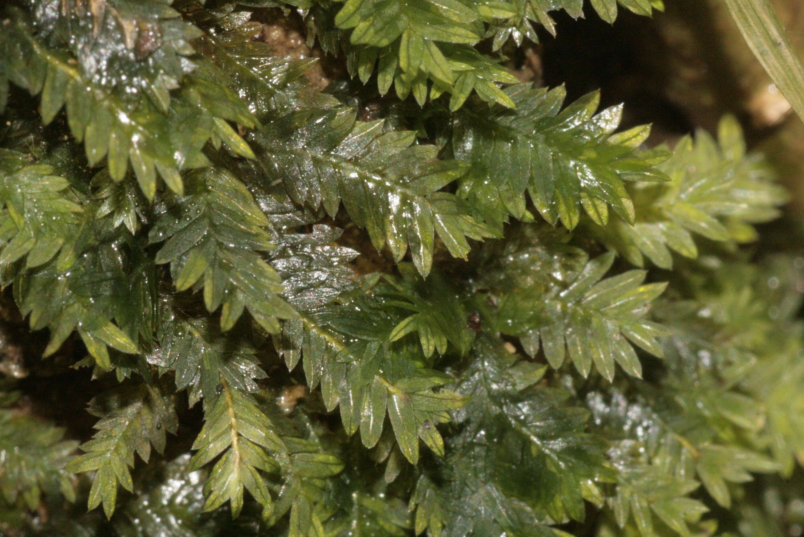 Image of fissidens moss