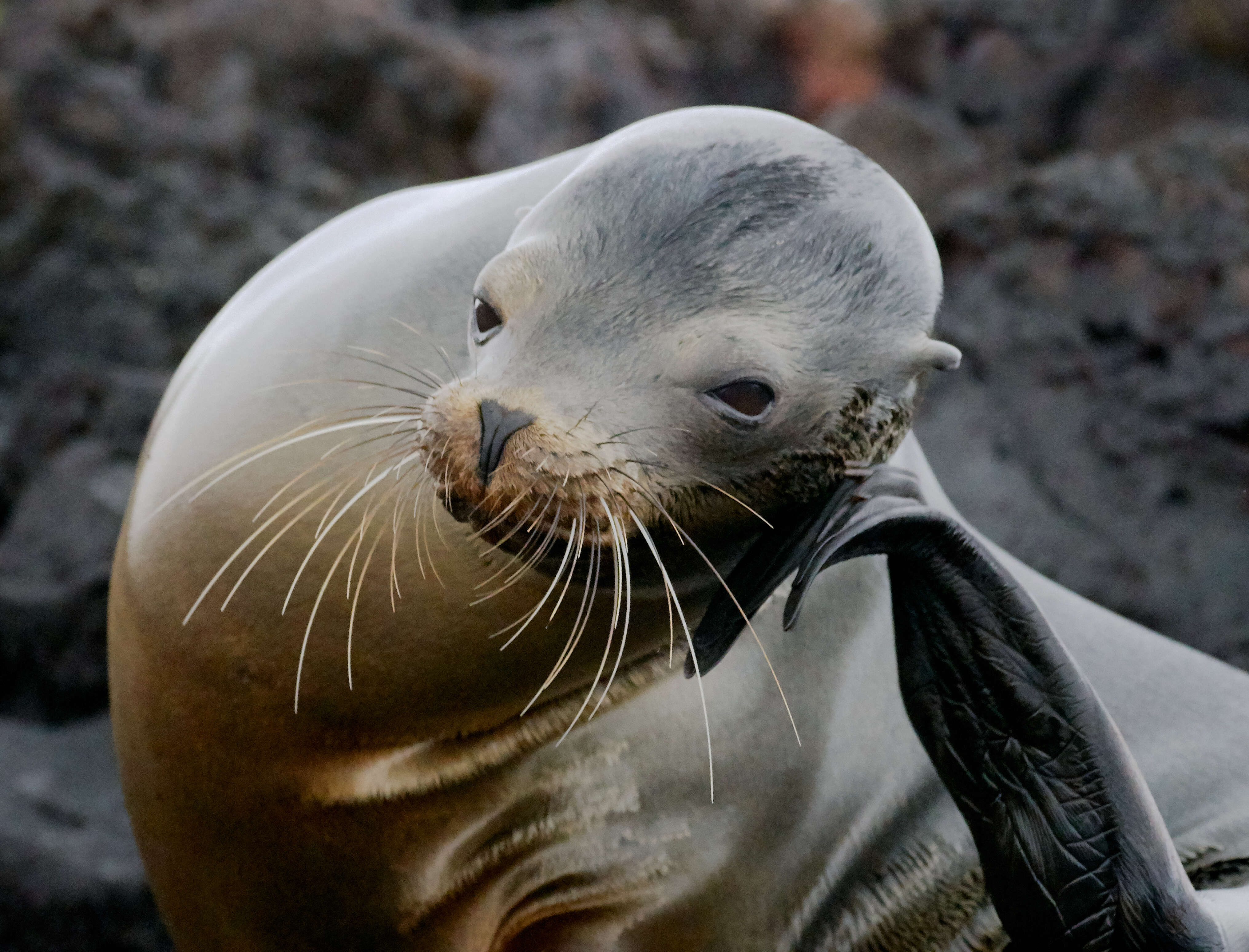 Image of Galapagos Sea Lion