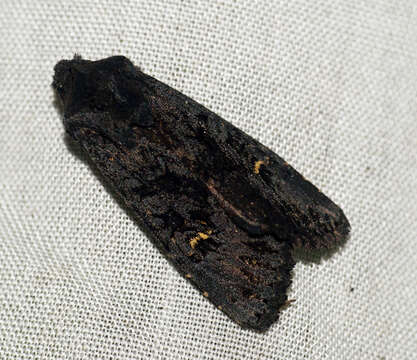 Image of black rustic