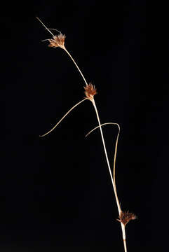 صورة Rhynchospora capitellata (Michx.) Vahl