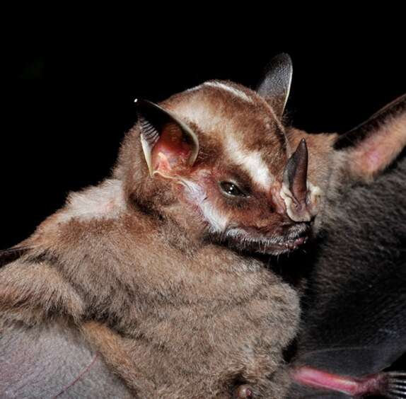 Image of Recife Broad-nosed Bat