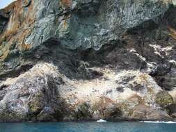 Image of Antarctic Shag