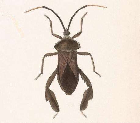 Image de Acanthocephala alata (Burmeister 1835)