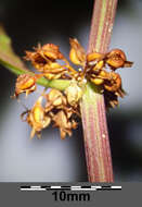 Rumex palustris Sm. resmi