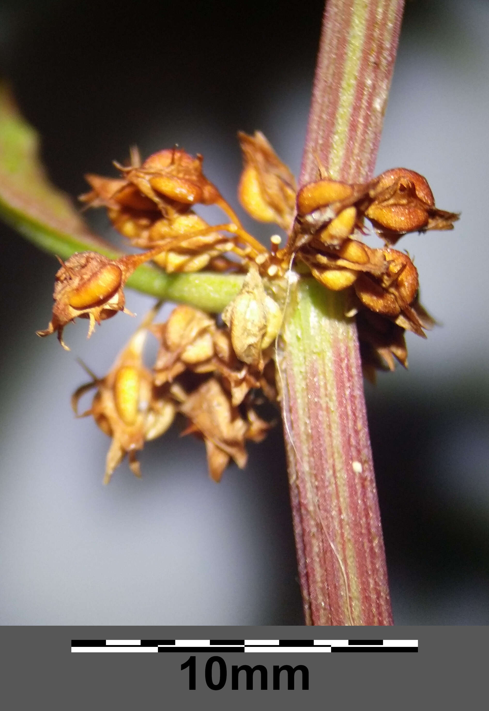 Rumex palustris Sm. resmi