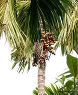 Image of betel palm