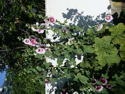 Image of hollyhock