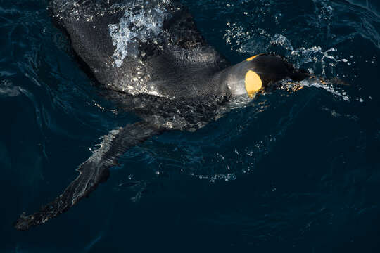 Image of King Penguin