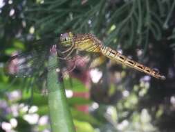 Image of Neurothemis terminata Ris 1911