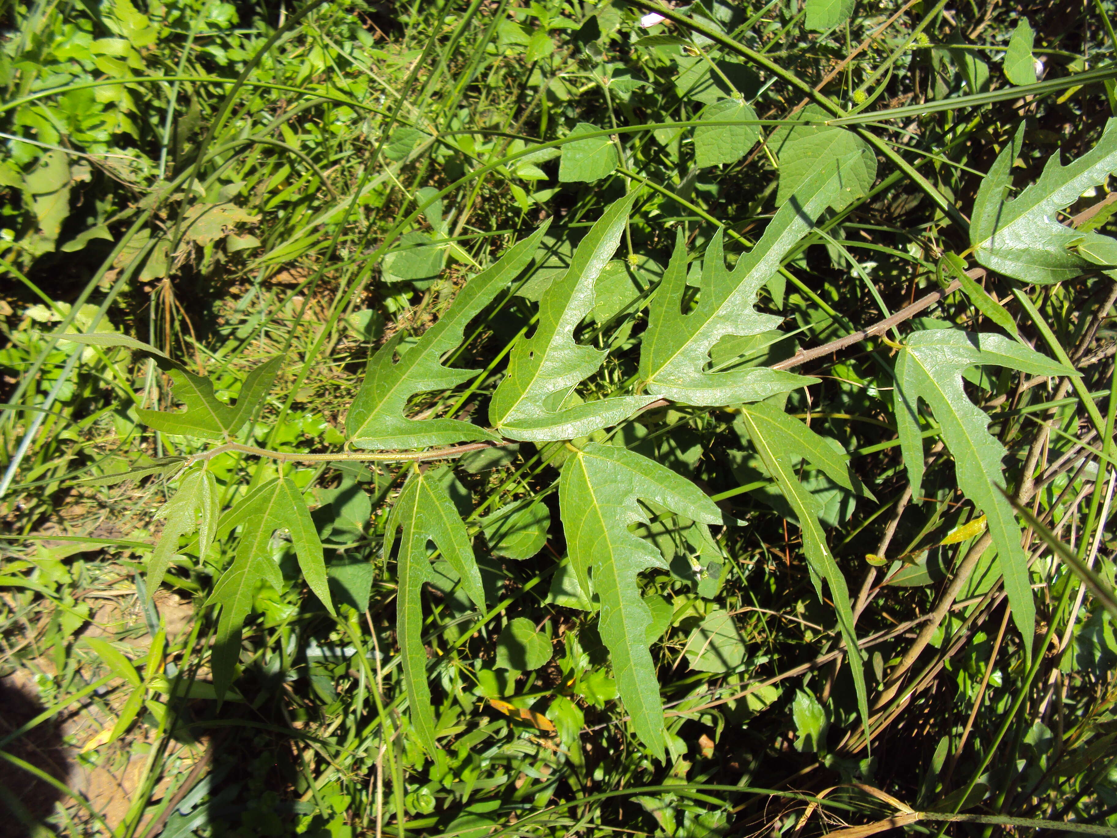 Image of Ficus heterophylla L. fil.