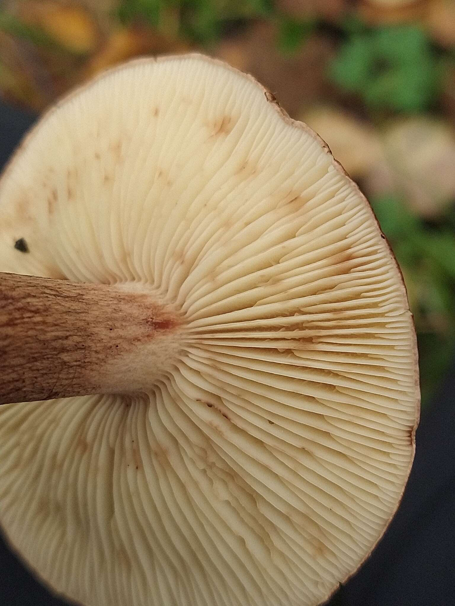 Image of Tricholoma fulvum (DC.) Bigeard & H. Guill. 1909