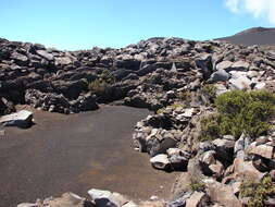 Image of alpine mirrorplant