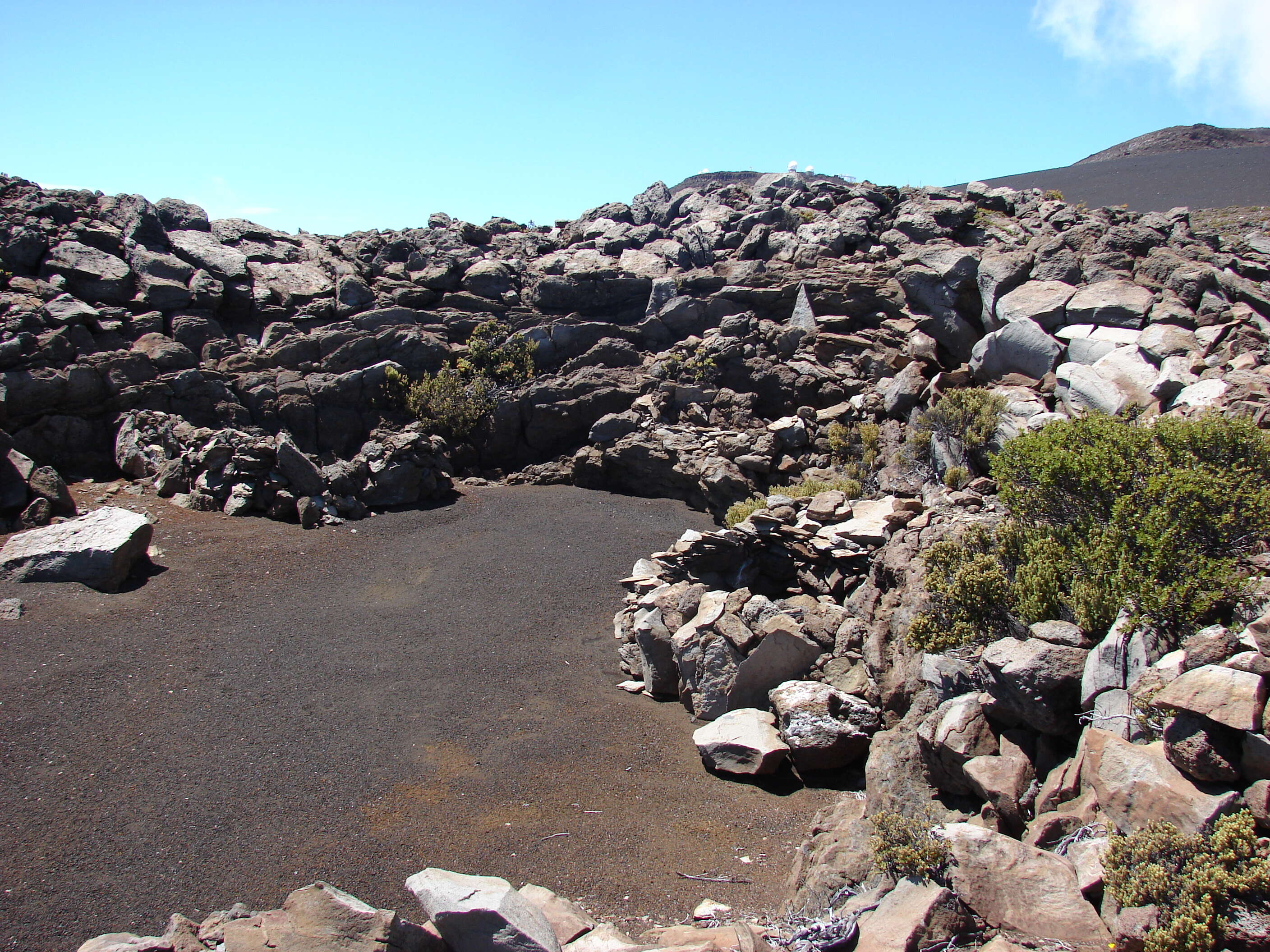 Image of alpine mirrorplant