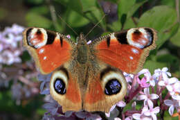 Image of Aglais io