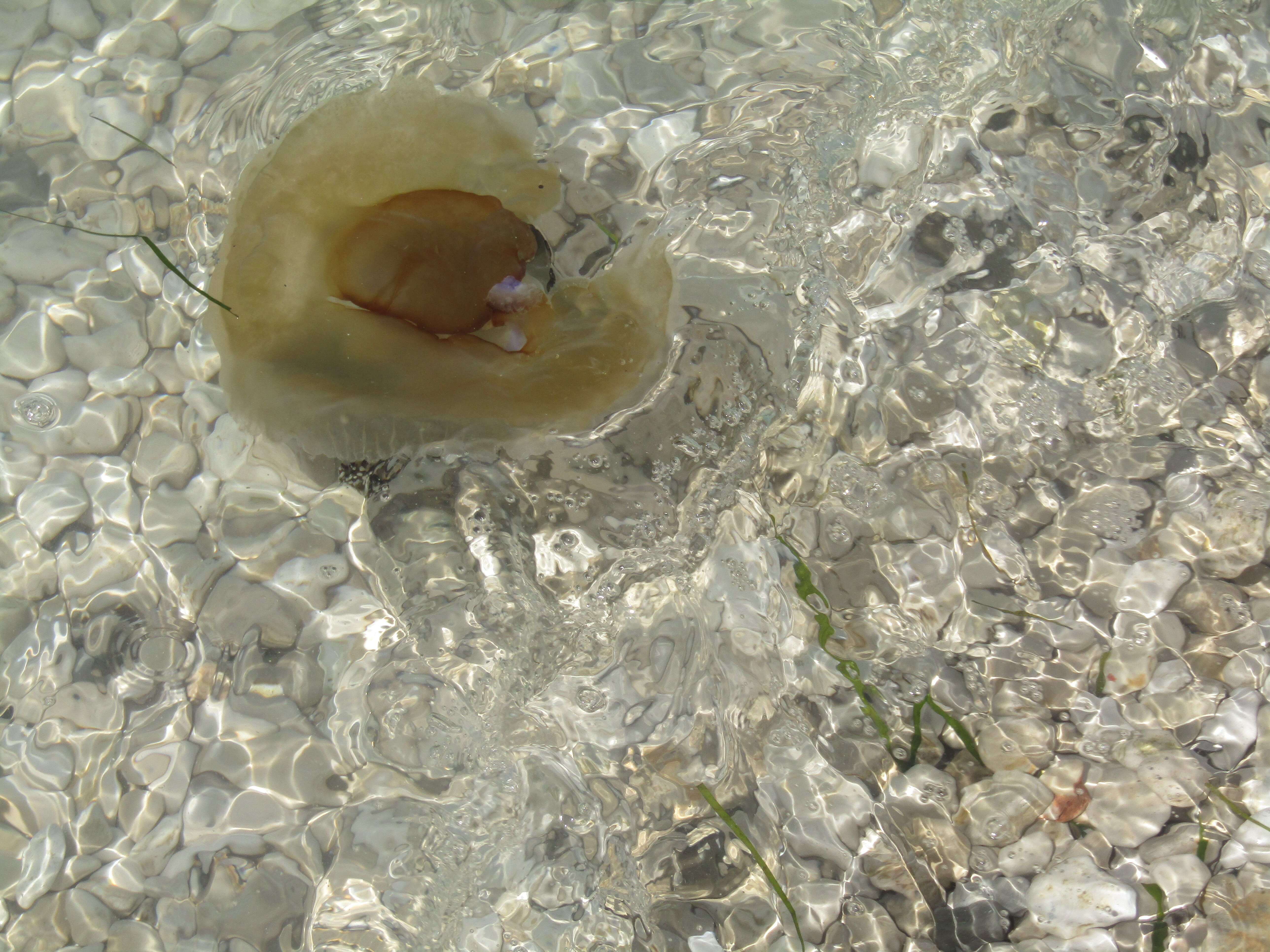 Image of barrel jellyfish