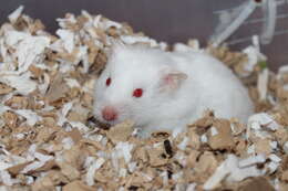 Image of hamsters