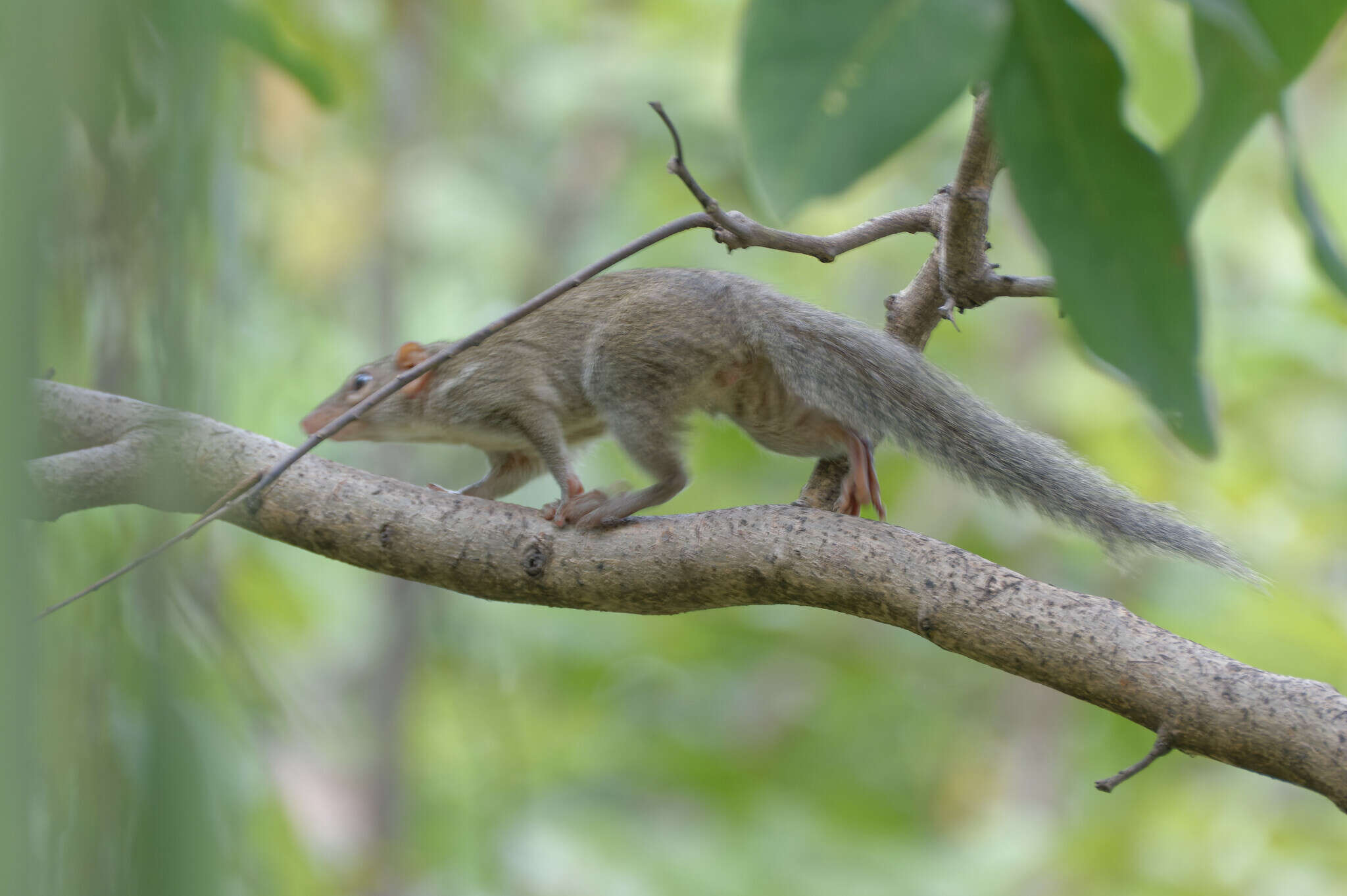 Image of Northern Tree Shrew