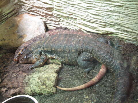 Image of Red Tegu