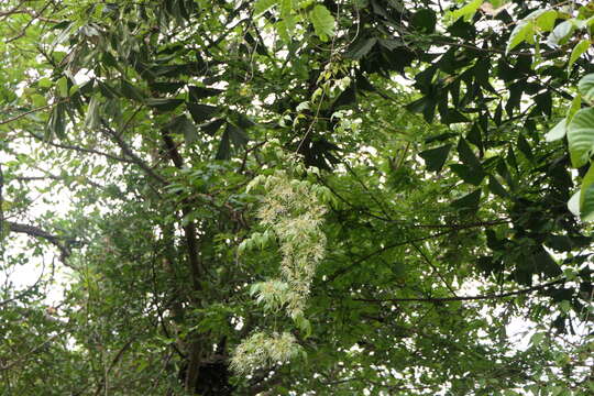 Image of Clematis javana DC.