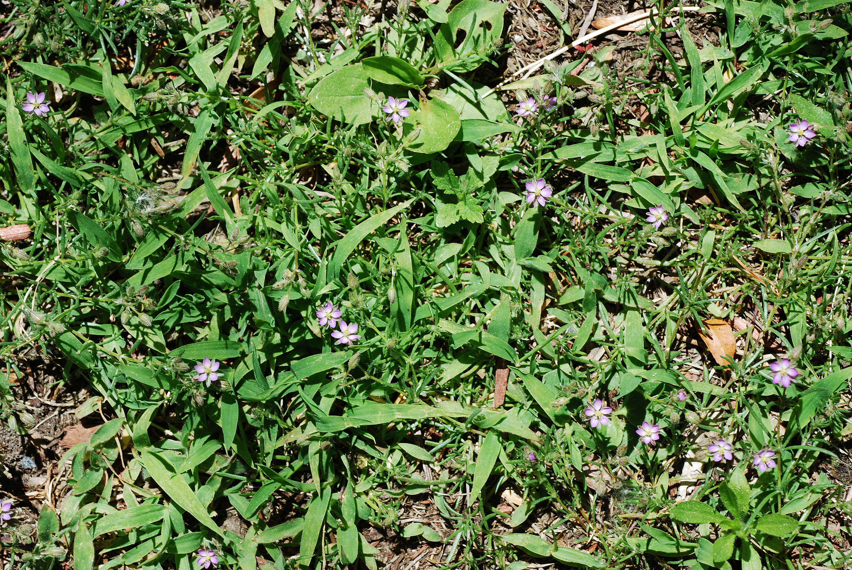 Image of red sandspurry