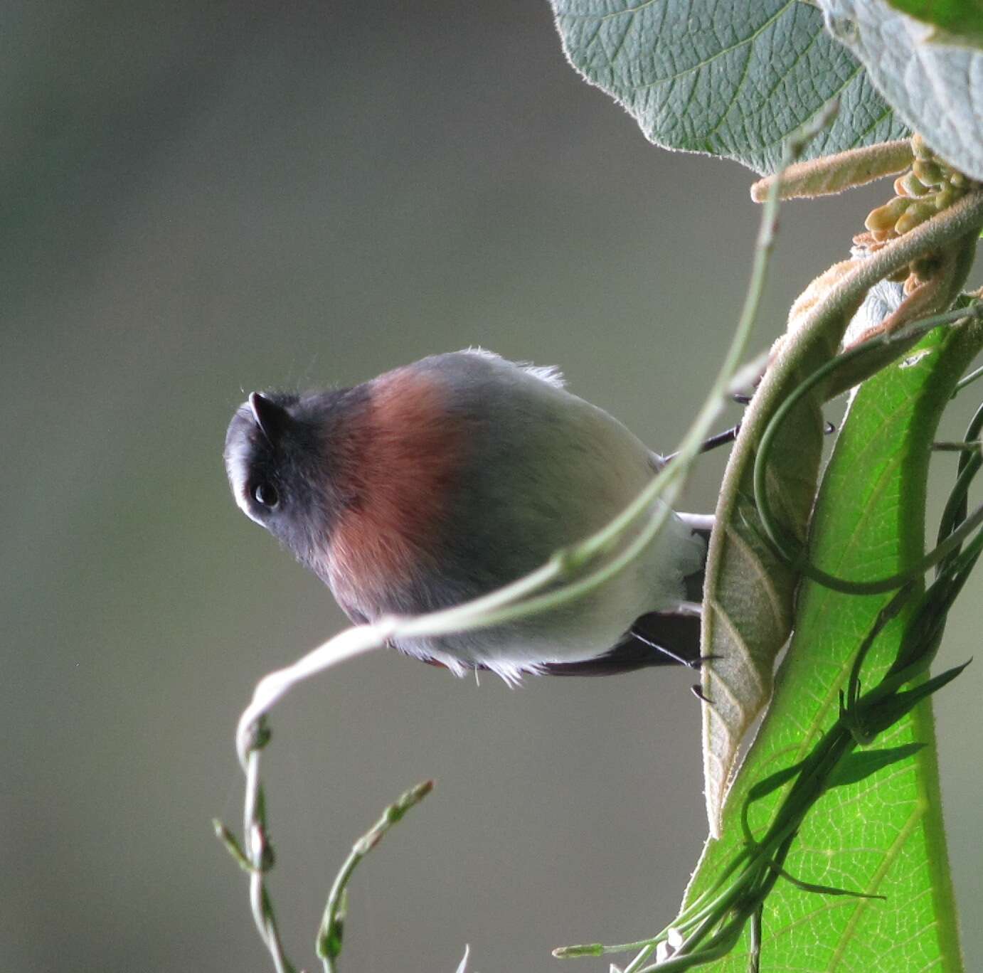 Ochthoeca rufipectoralis (d'Orbigny & Lafresnaye 1837)的圖片