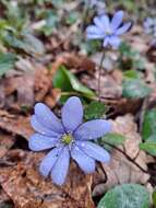 Image of Anemone hepatica