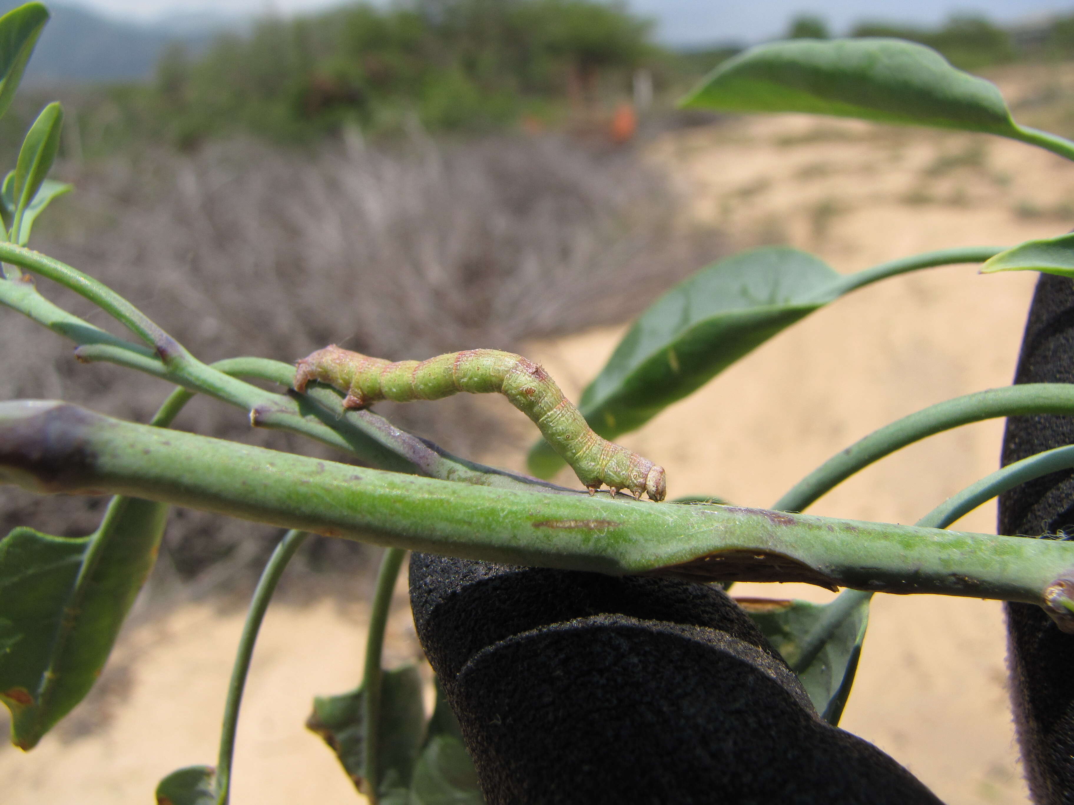 Image of tree tobacco