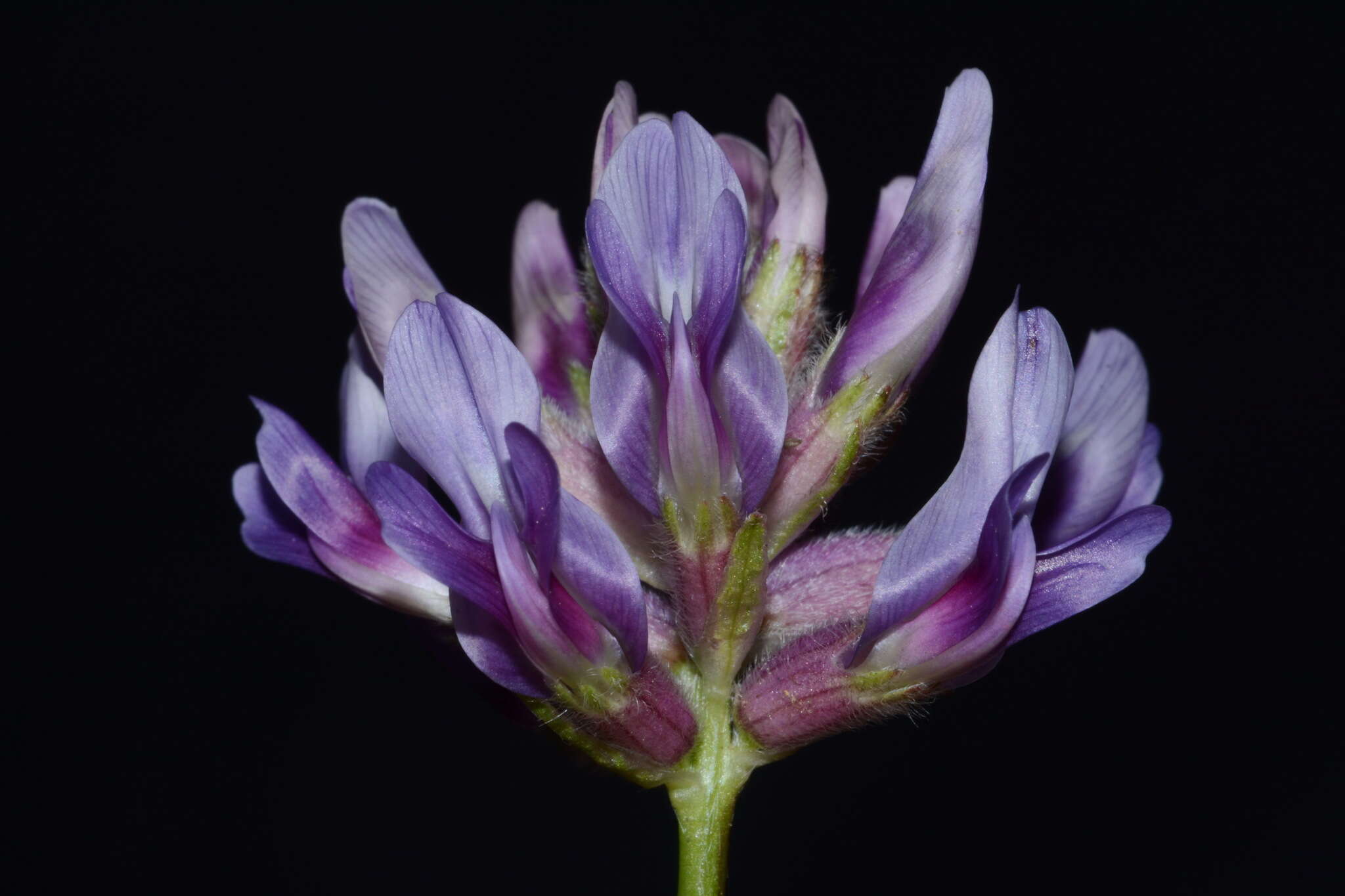 صورة Astragalus bibullatus Barneby & E. L. Bridges