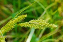 Image of Carex metallica H. Lév.