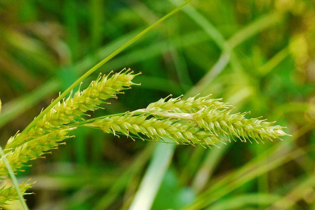 Sivun Carex metallica H. Lév. kuva